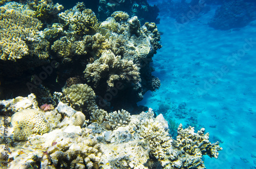 Fototapeta Naklejka Na Ścianę i Meble -  Coral reef on the edge of the depth
