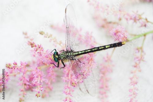 Dragonfly on Pink Astilbe Flowers