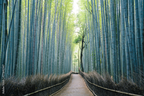 arashiyama japanese bamboo forest, Kyoto, Japan photo