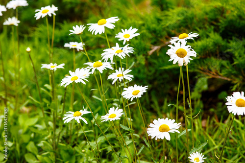 Daisies growing in a field among the grass.