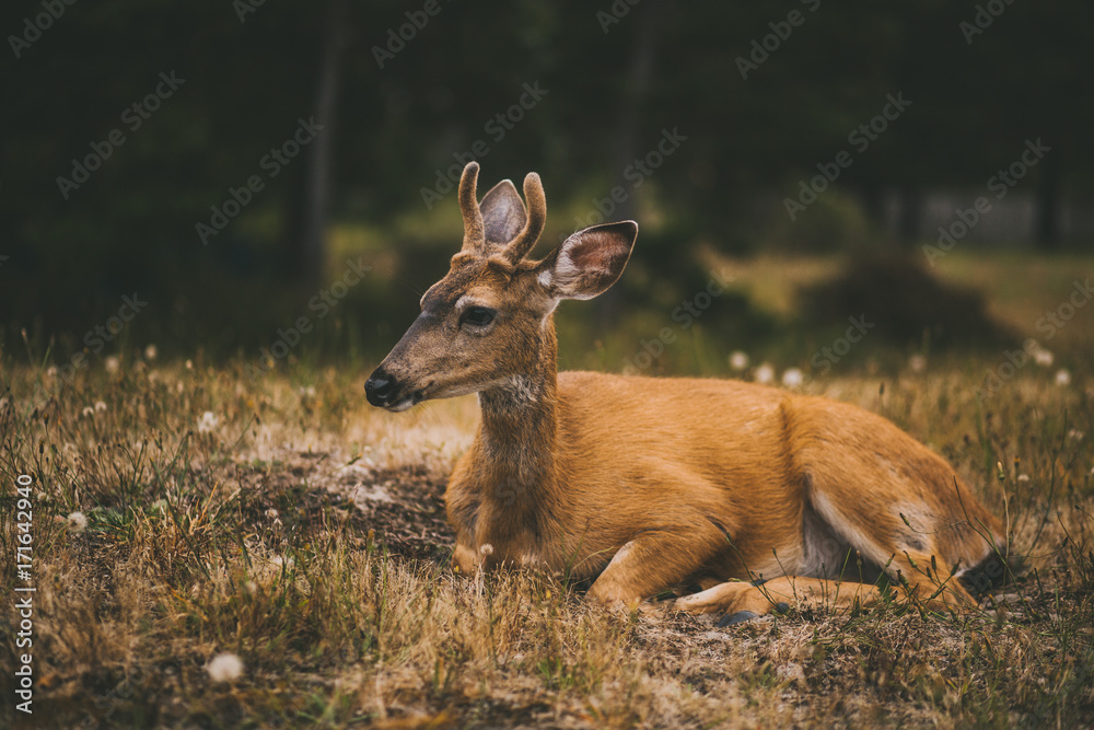 Young Buck Deer Bedding Down in Meadow Young Buck Deer Bedding Down in Meadow