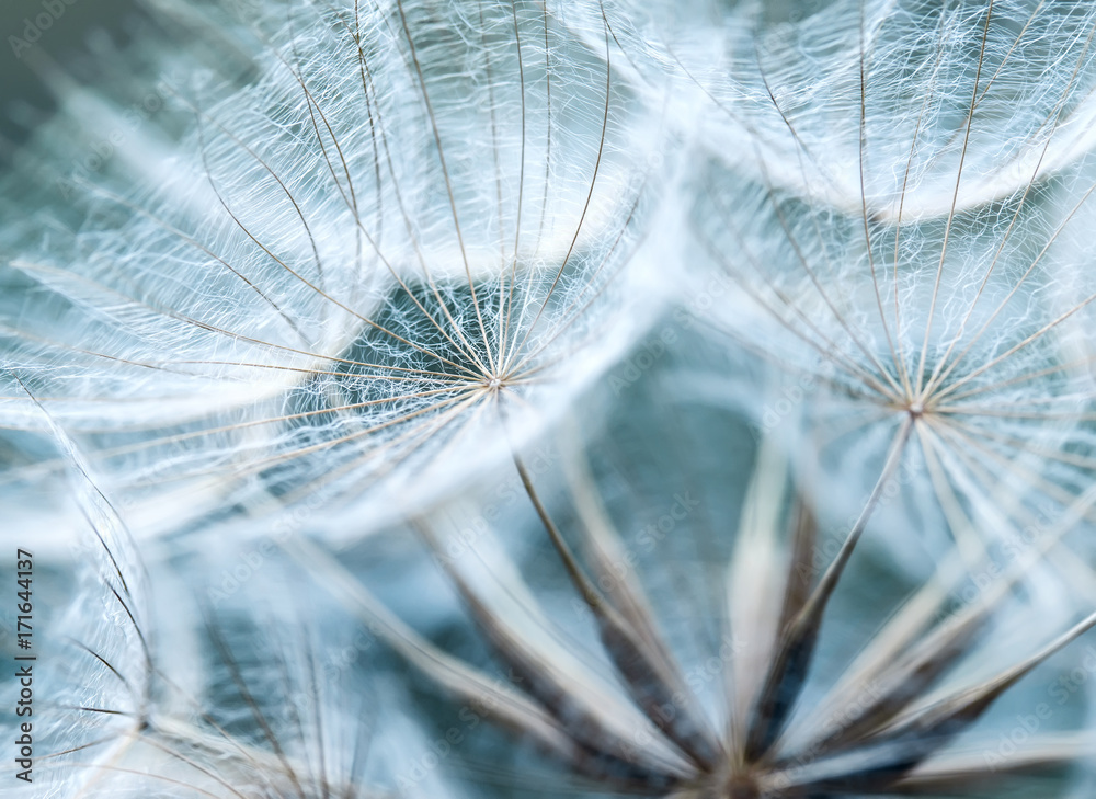 Fototapeta premium naturalne tło puszystych nasion kwiatu mniszka lekarskiego w delikatnych błękitnych kolorach nieba