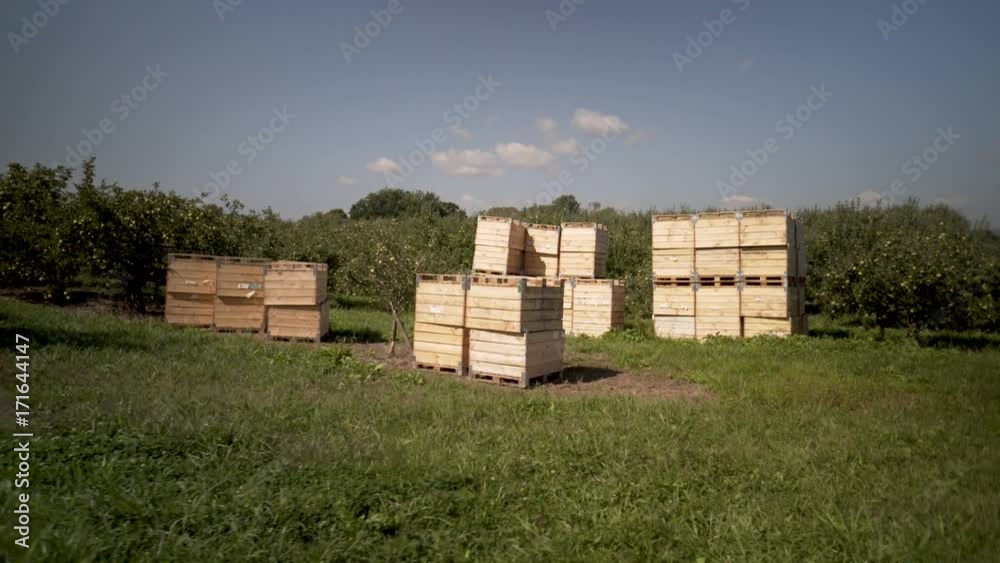 Camera moving slowly from right to left showing a bountiful apple orchard with the crates piled up ready for picking.