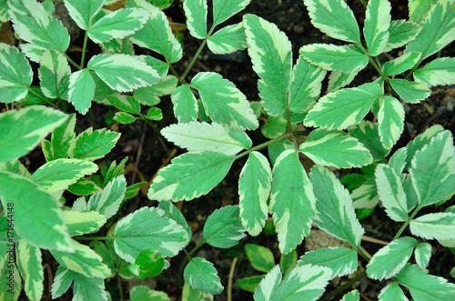goutweed variegated
