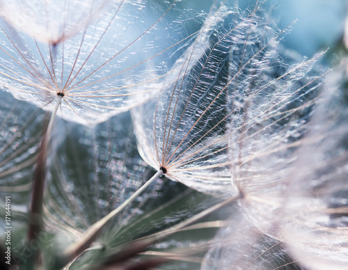 delicate natural backdrop of the fluffy seeds of the dandelion flower in soft...