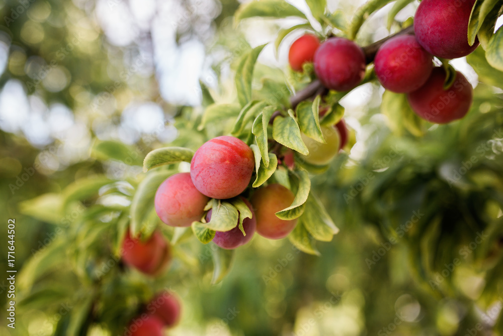 Organic plums ripening Organic plums ripening