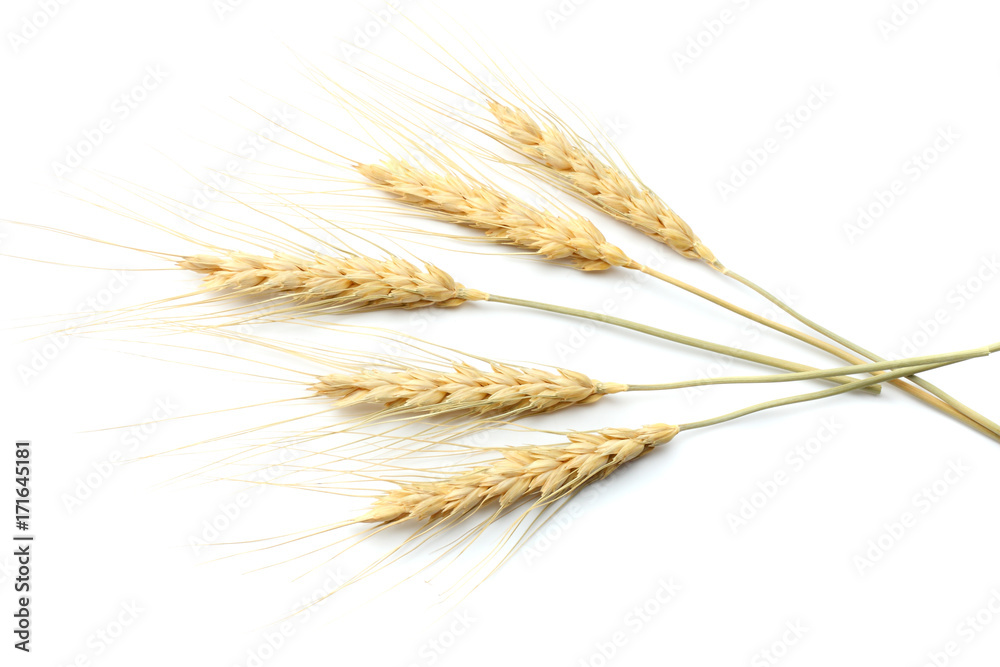 spikelets of wheat isolated on white background. top view spikelets of wheat isolated on white background. top view
