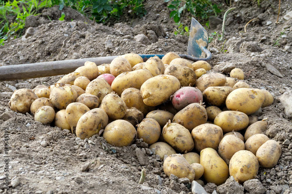 Freshly dug up heap of red and yellow potatoes lying on soil next to hoe. Freshly dug up heap of red and yellow potatoes lying on soil next to hoe.