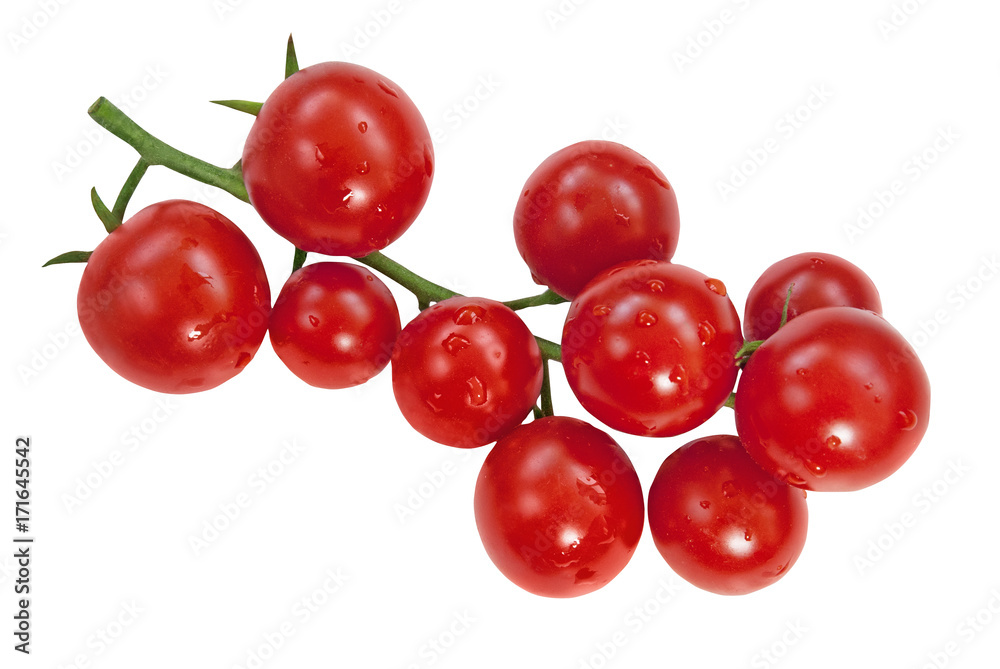 Cherry tomatoes branch