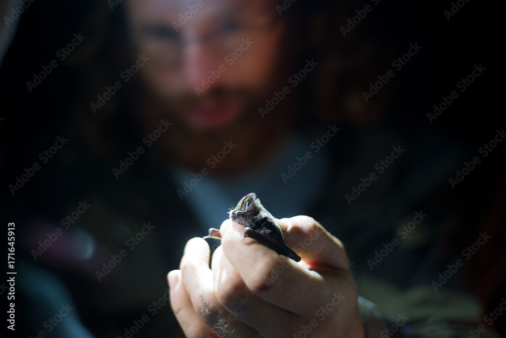 Male ornithologist examining a bat in hand in night, close-up