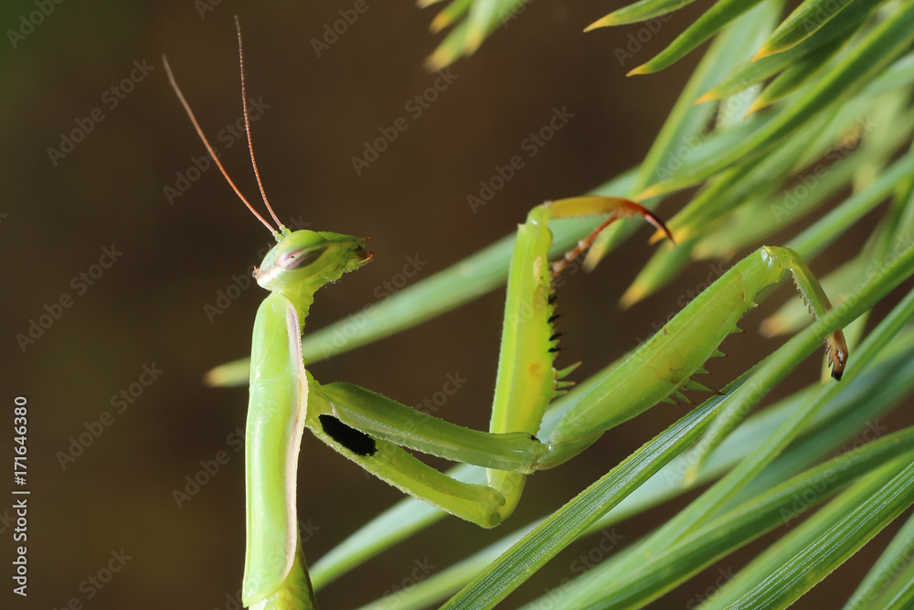 Naklejka premium Praying Mantis