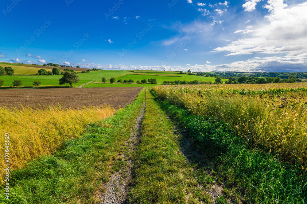 The street in the fields on a sunny summer day The street in the fields on a sunny summer day