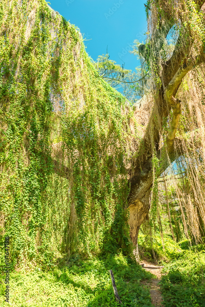 Αυτοκόλλητο Cuba, Havana, Almendares park in Great Metropolitan park