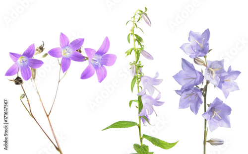 Set of different blue bellflowers isolated on white background