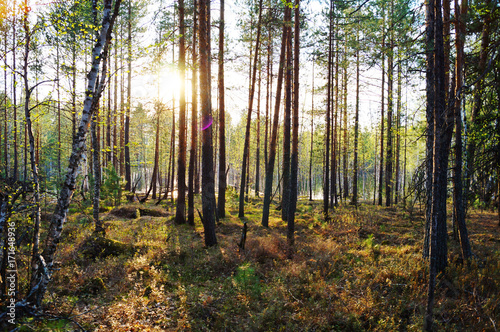 Forest © Иван Белоглазов