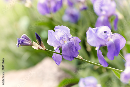 Fototapeta Naklejka Na Ścianę i Meble -  Iris Flowers