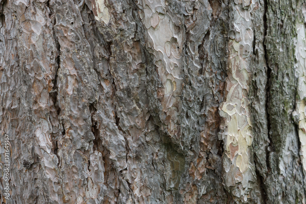 baum rinde hintergrund struktur baum rinde hintergrund struktur