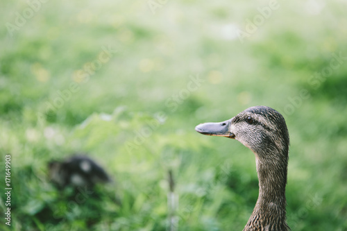 Watchful female duck with copyspace