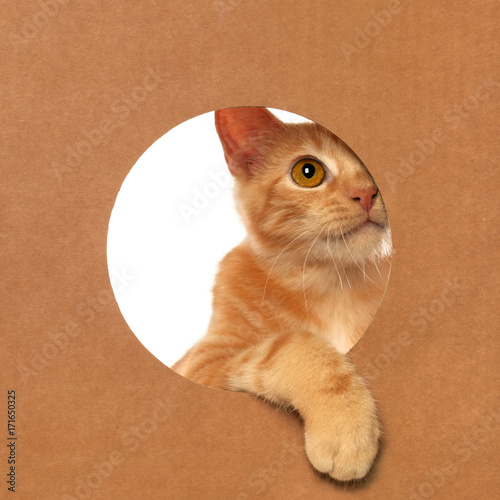 Cute little orange tabby kitten playing in a cardboard box