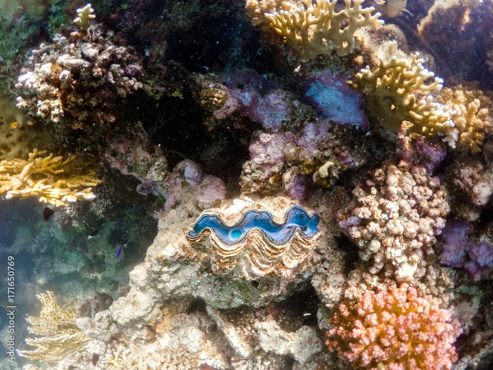 Fototapeta premium Coral garden in red sea, Marsa Alam, Egypt