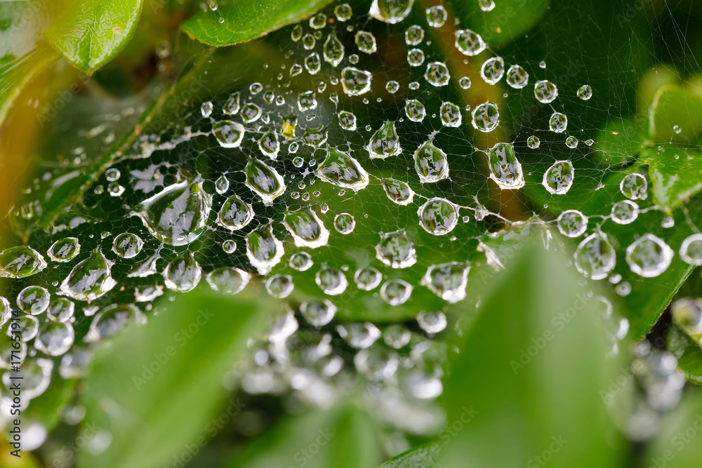 water drops on spider web