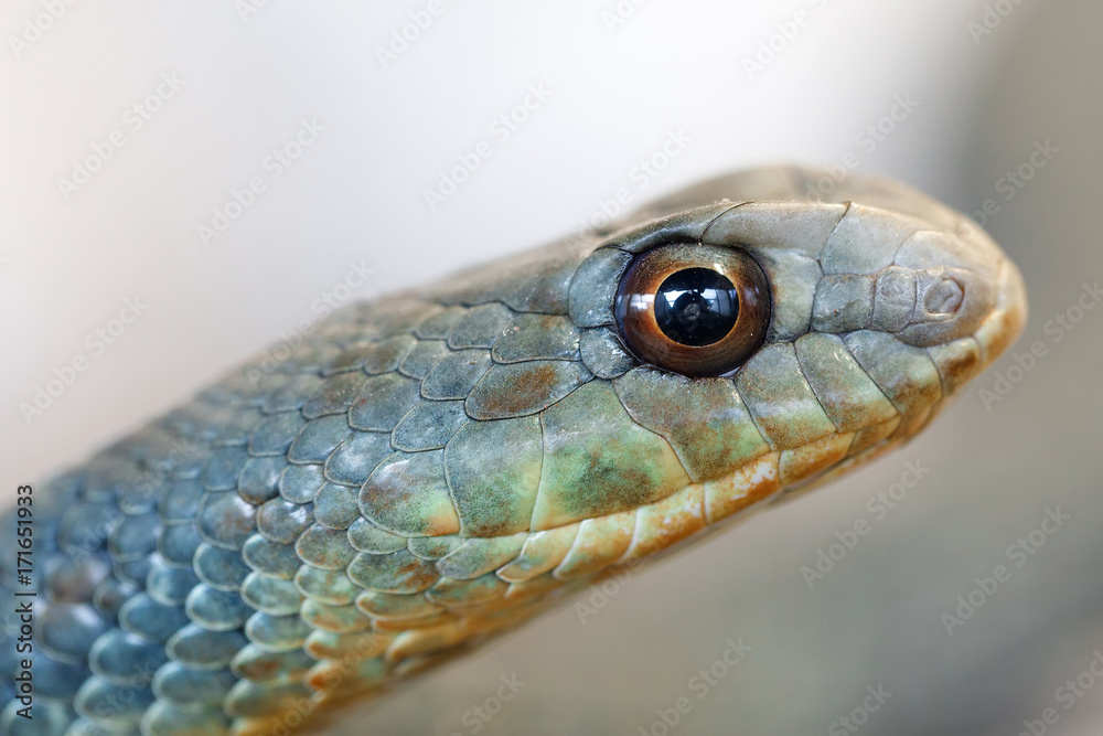 Montpellier snake (Malpolon insignitus) Montpellier snake (Malpolon insignitus)