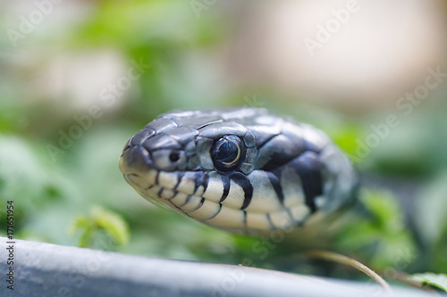 grass snake (Natrix natrix) close up