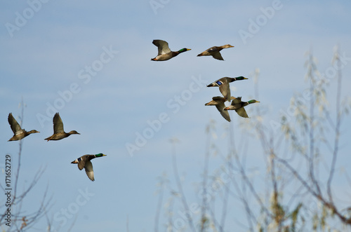 Flock of Mallard Ducks Flying Low Over the Trees