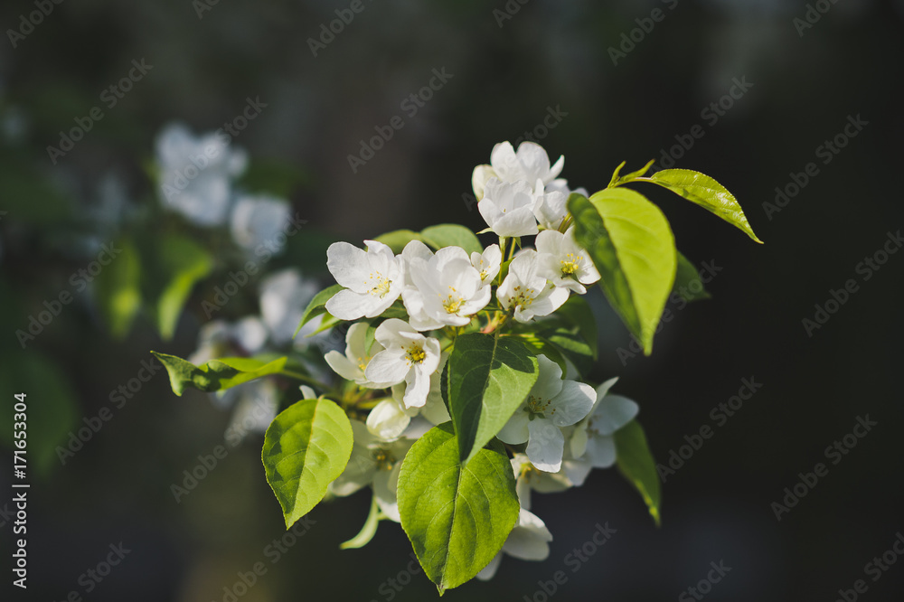 Fototapeta premium Large photo cherry blossom 8196.
