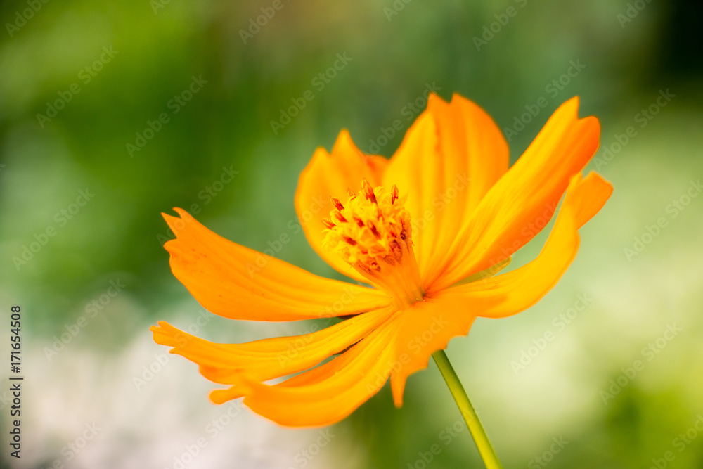 colorful of cosmos with blur background colorful of cosmos with blur background