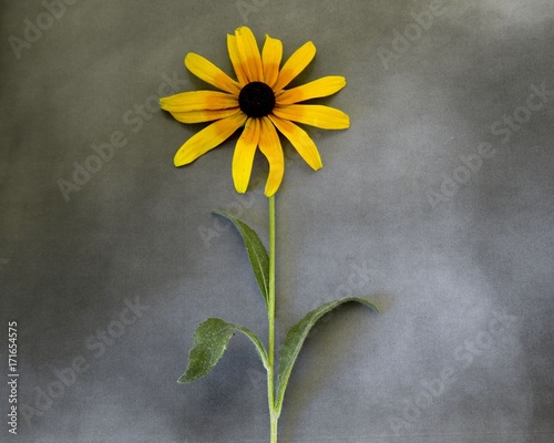 Flower in blossm on condolence card photo