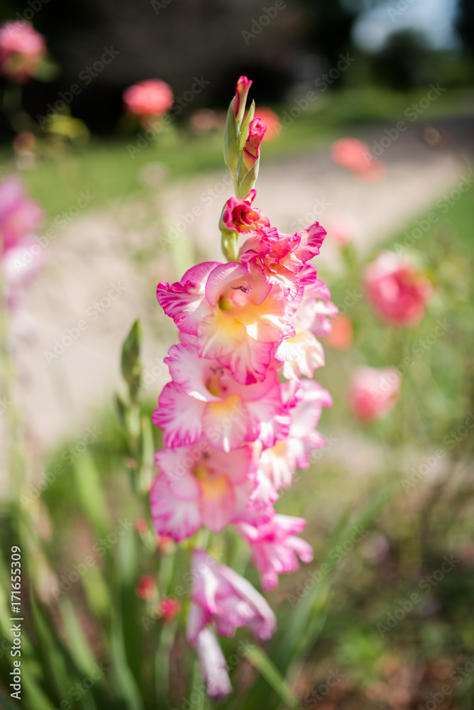 Fototapeta premium Spring Bloom