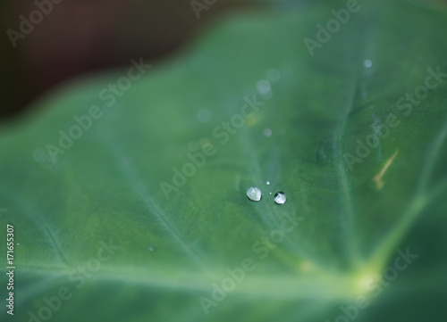 Water Droplets