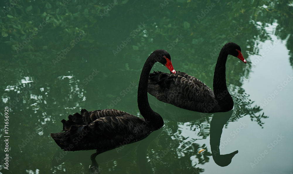 Fototapeta premium Two black swans float in pond water