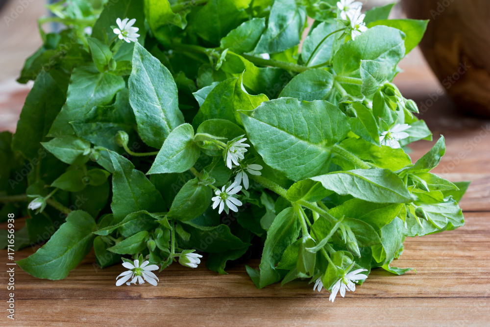 Fresh chickweed plant on a wooden background Fresh chickweed plant on a wooden background