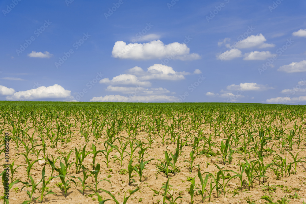 Field of young corn , Springtime