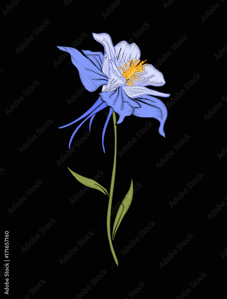 Aquilegia, columbine flower for embroidery in botanical illustra
