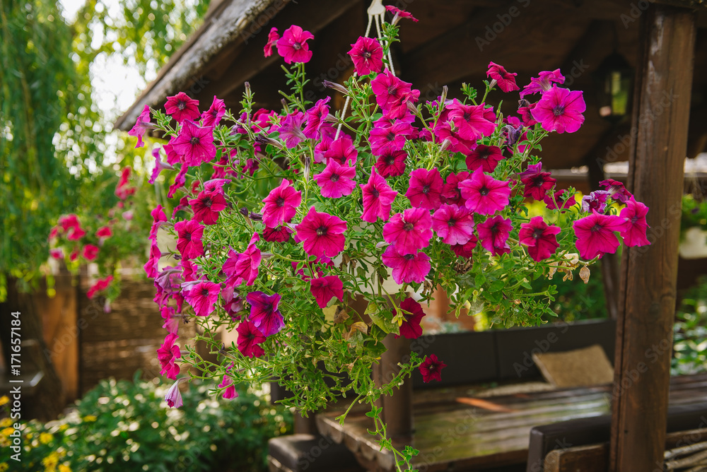 Baskets of hanging petunia flowers on balcony. Petunia flower in ornamental plant.