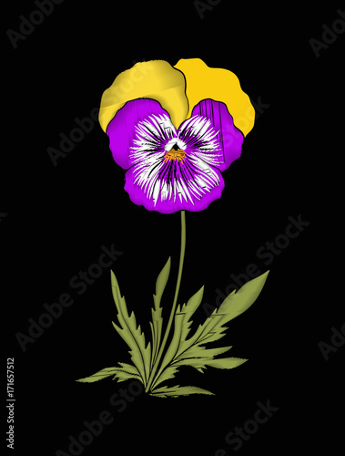 Pansy, violets flower for embroidery in botanical illustration s