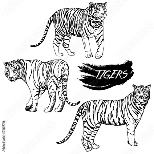 Fototapeta Naklejka Na Ścianę i Meble -  Hand drawn sketch style tigers. Vector illustration isolated on white background.