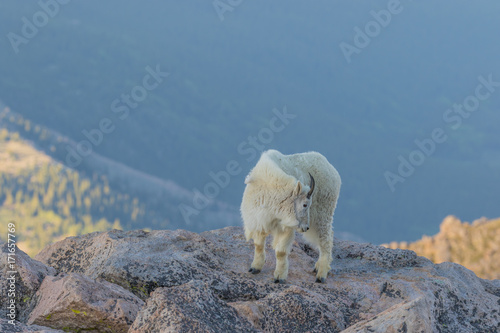 Mountain Goat in the High Alpine
