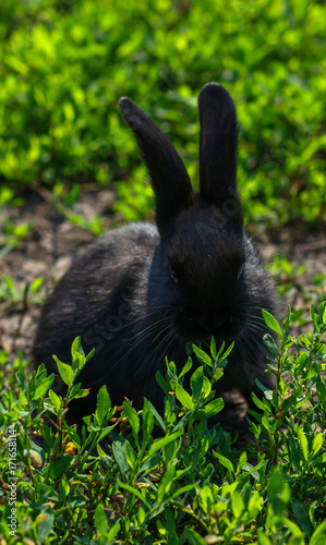 Black rabbit in green grass photo