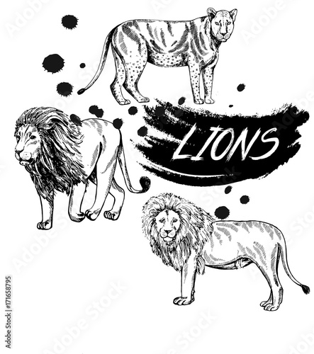Hand drawn sketch style lions. Vector illustration isolated on white background.