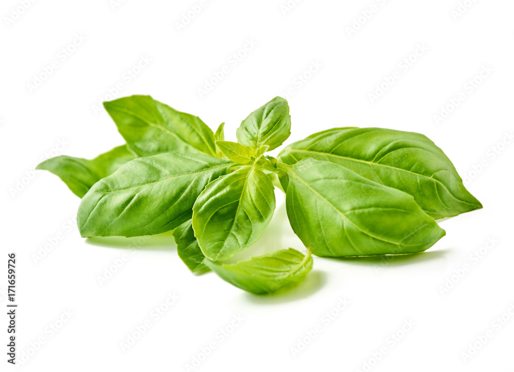 Fresh basil leaves isolated on white background. Fresh basil leaves isolated on white background.