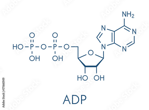 Adenosine diphosphate (ADP) molecule. Plays essential role in energy use and storage in the cell. Skeletal formula. photo