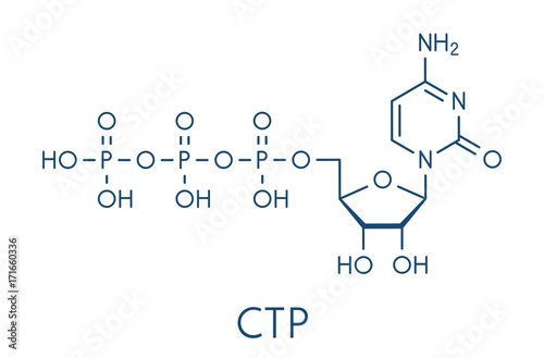 Cytidine triphosphate (CTP) RNA building block molecule. Also functions as cofactor to some enzymes. Skeletal formula. photo