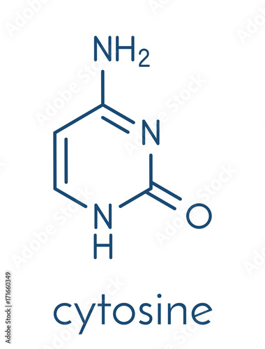 Cytosine pyrimidine nucleobase component. One of the bases found in DNA and RNA. Skeletal formula.