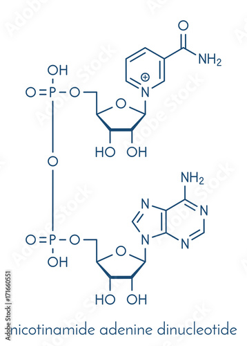 Nicotinamide adenine dinucleotide (NAD+) coenzyme molecule. Important coenzyme in many redox reactions. Skeletal formula. photo