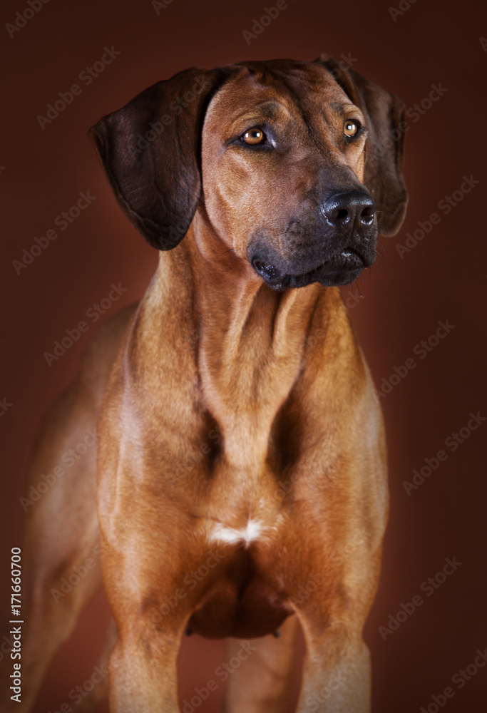 rhodesian ridgeback rhodesian ridgeback