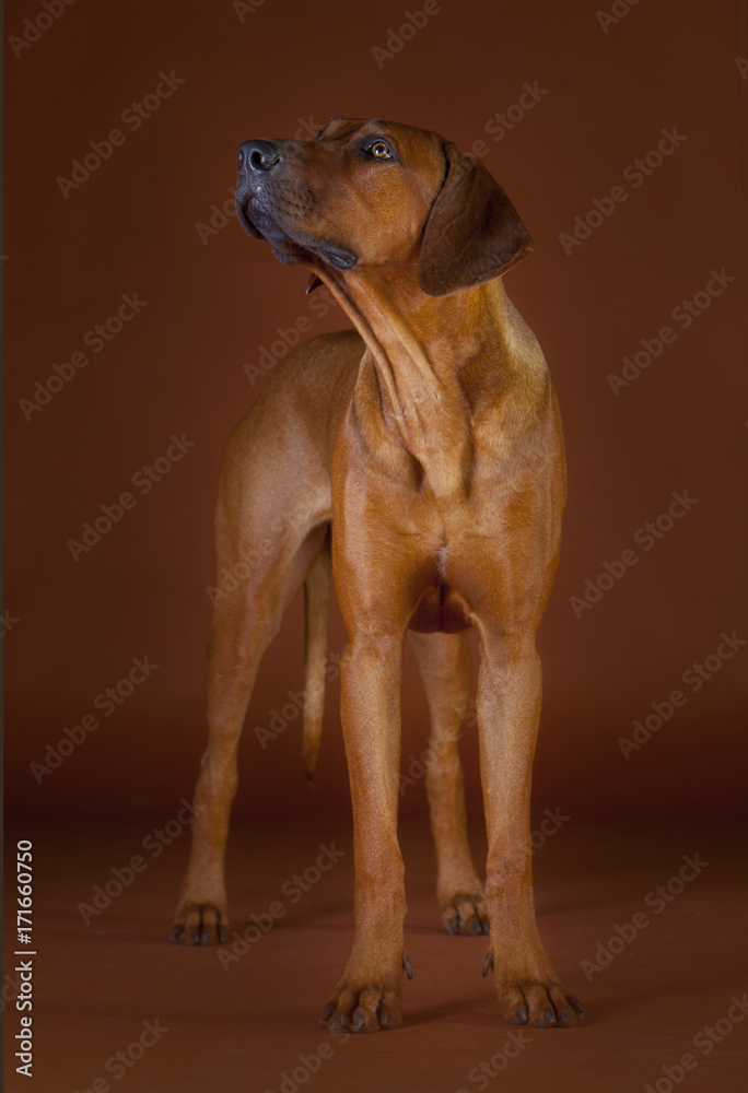 rhodesian ridgeback rhodesian ridgeback